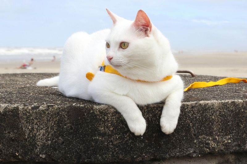 chat blanc avec harnais jaune